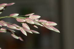 Eragrostis unioloides