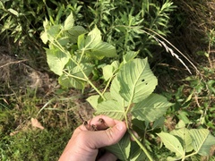 Rubus frondosus