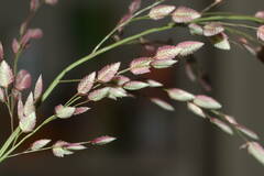 Eragrostis unioloides