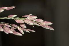 Eragrostis unioloides