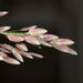 Eragrostis unioloides - Photo (c) Kevin Faccenda, algunos derechos reservados (CC BY), subido por Kevin Faccenda
