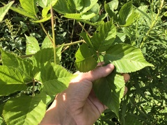 Rubus frondosus