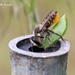 Megachile centuncularis - Photo (c) Marcello Consolo, algunos derechos reservados (CC BY-NC-SA)