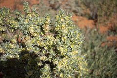 Maireana pyramidata