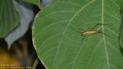 Conocephalus exemptus