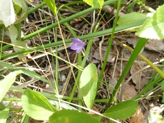 Campanula petiolata
