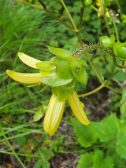 Silphium wasiotense
