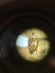 Peltodytes tortulosus