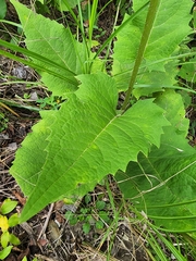 Silphium wasiotense