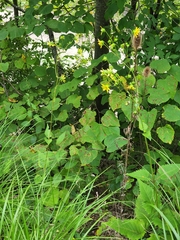 Silphium wasiotense