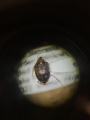 Peltodytes tortulosus