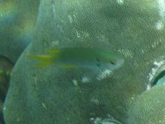 Neopomacentrus sororius