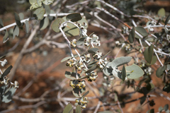 Eucalyptus gillii