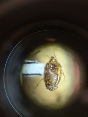 Peltodytes tortulosus