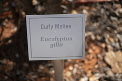 Eucalyptus gillii