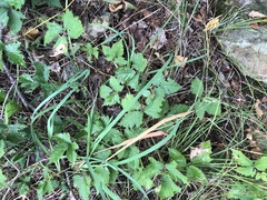 Rubus steelei