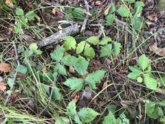 Rubus steelei