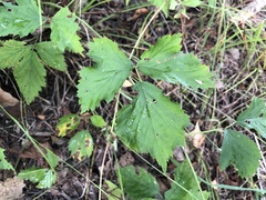 Rubus steelei