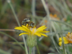 Calliopsima