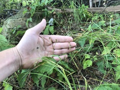 Rubus steelei