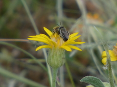 Calliopsima