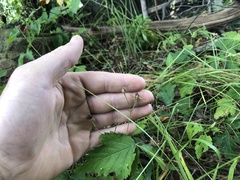 Rubus steelei