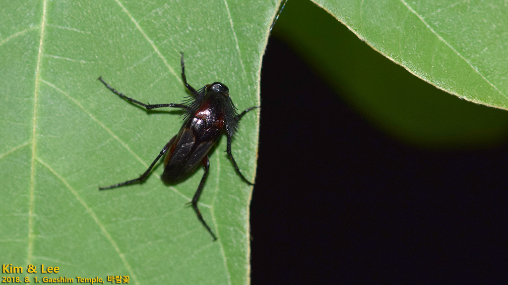 Macrosiagon bifasciata