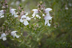 Prostanthera striatiflora