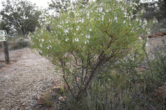 Prostanthera striatiflora