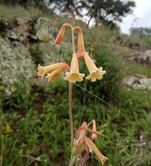 Polianthes multicolor