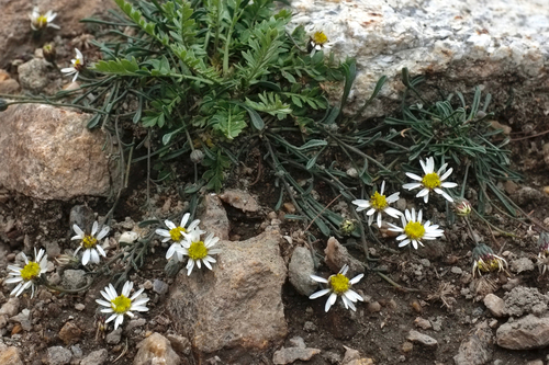 Watson's Fleabane (Erigeron watsonii)