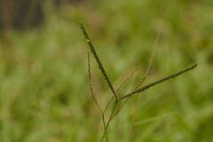 Paspalum minus