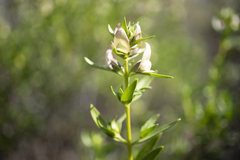 Prostanthera striatiflora