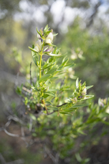 Prostanthera striatiflora