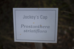 Prostanthera striatiflora