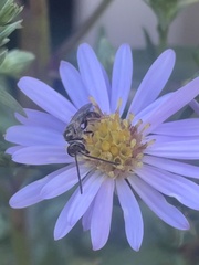 Lasioglossum coriaceum