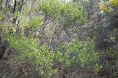Prostanthera striatiflora