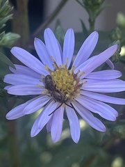 Lasioglossum coriaceum