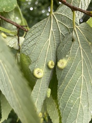 Pachypsylla celtidisumbilicus