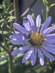 Lasioglossum coriaceum