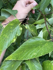 Pachypsylla celtidisumbilicus