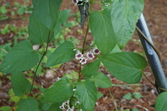 Paederia foetida