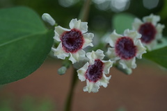 Paederia foetida