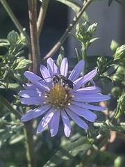 Lasioglossum coriaceum