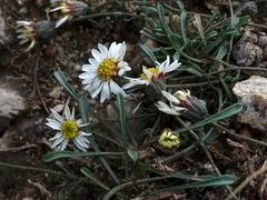 Erigeron watsonii