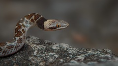 Hypsiglena jani dunklei