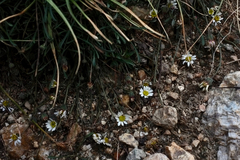 Erigeron watsonii