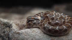 Hypsiglena jani dunklei