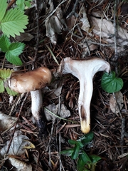 Gomphidius maculatus