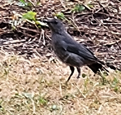 Dumetella carolinensis